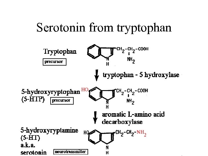 Serotonin from tryptophan 