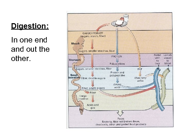 Digestion: In one end and out the other. 