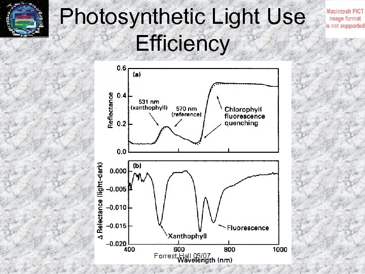 Photosynthetic Light Use Efficiency Forrest Hall 05/07 