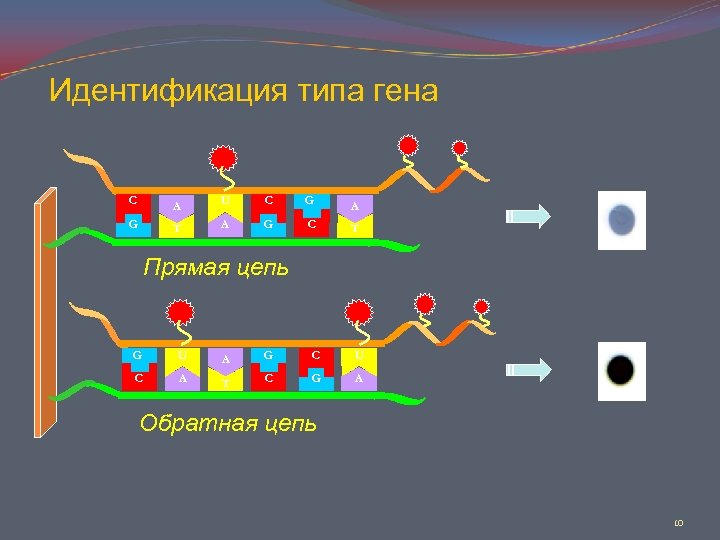 Типы генов. Прямая и Обратная цепь ДНК. Детерминант генетика. Генератор генетических цепочек. Ген c5orf42.