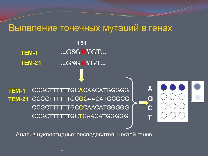 Выявление точечных мутаций в генах 151 TEM-1 . . . GSGHYGT. . . TEM-21