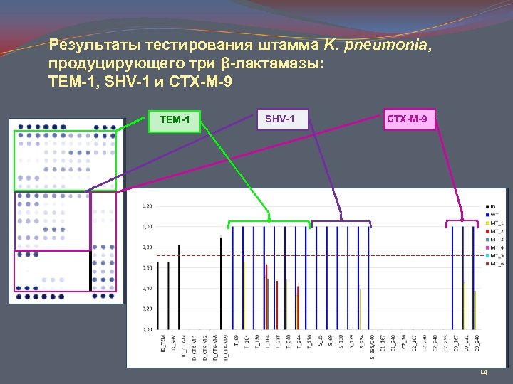 Результаты тестирования штамма K. pneumonia, продуцирующего три β-лактамазы: TEM-1, SHV-1 и СTX-M-9 SHV-1 CTX-M-9