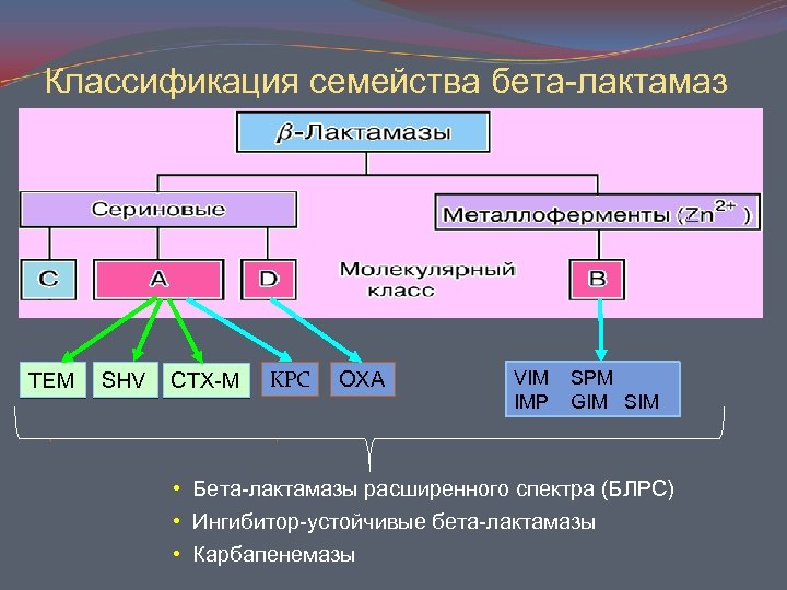 Классификация семейства бета-лактамаз TEM SHV CTX-M KPC OXA VIM IMP SPM GIM SIM •