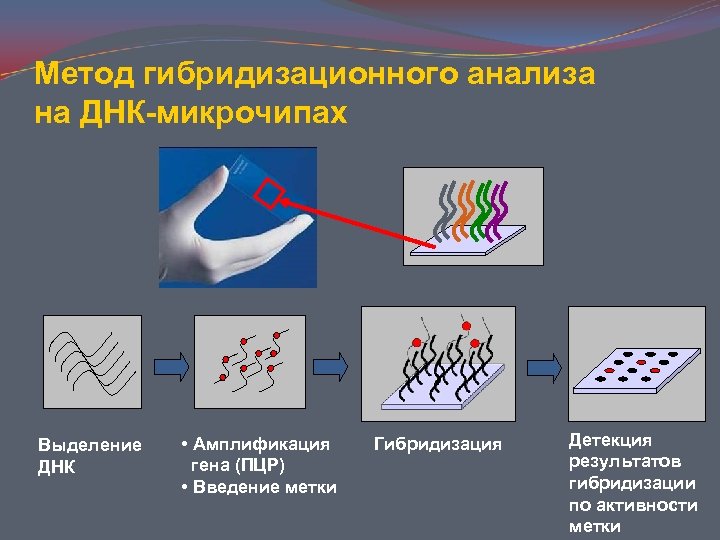 Днк микрочипы презентация