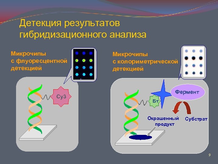 Детекция результатов гибридизационного анализа Микрочипы с флуоресцентной детекцией Cy 3 Микрочипы с колориметрической детекцией