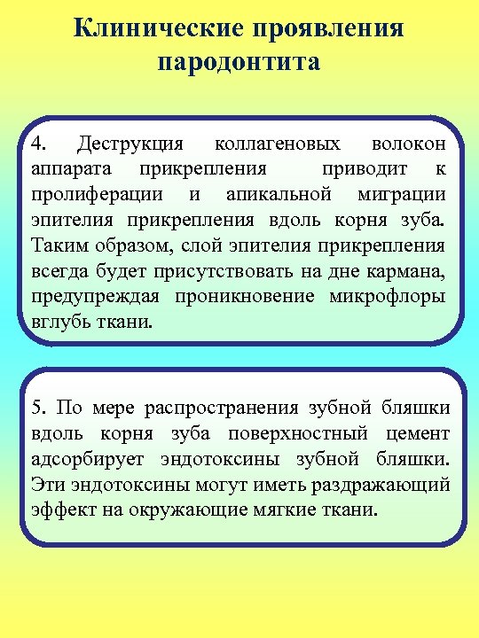 Клинические проявления пародонтита 4. Деструкция коллагеновых волокон аппарата прикрепления приводит к пролиферации и апикальной