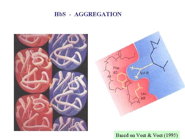 Hb. S - AGGREGATION Based on Voet & Voet (1995) 