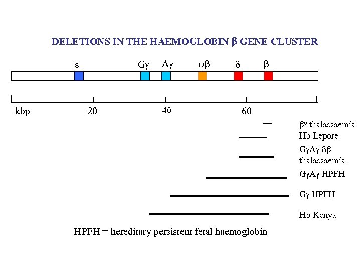 DELETIONS IN THE HAEMOGLOBIN b GENE CLUSTER kbp G 20 A 40 y 60
