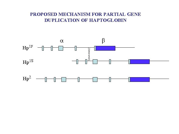 PROPOSED MECHANISM FOR PARTIAL GENE DUPLICATION OF HAPTOGLOBIN Hp 1 F Hp 1 S