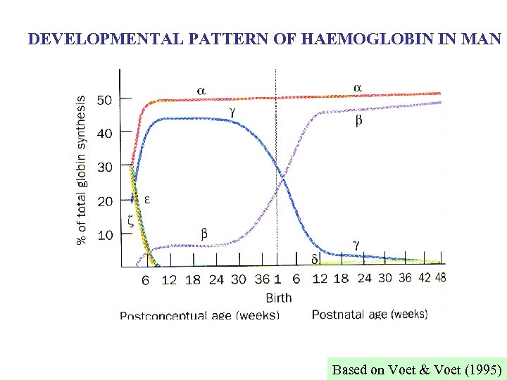DEVELOPMENTAL PATTERN OF HAEMOGLOBIN IN MAN Based on Voet & Voet (1995) 
