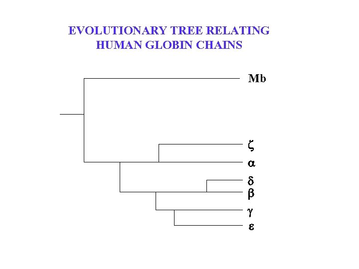 EVOLUTIONARY TREE RELATING HUMAN GLOBIN CHAINS Mb z d b g e 