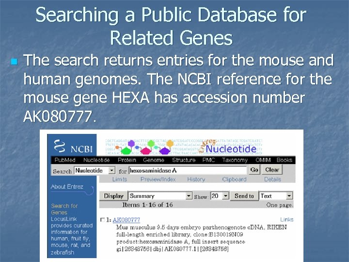 Searching a Public Database for Related Genes n The search returns entries for the