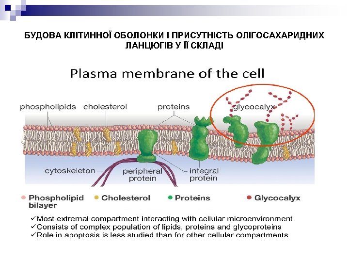 БУДОВА КЛІТИННОЇ ОБОЛОНКИ І ПРИСУТНІСТЬ ОЛІГОСАХАРИДНИХ ЛАНЦЮГІВ У ЇЇ СКЛАДІ 