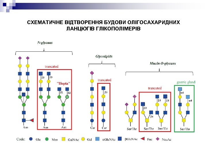 СХЕМАТИЧНЕ ВІДТВОРЕННЯ БУДОВИ ОЛІГОСАХАРИДНИХ ЛАНЦЮГІВ ГЛІКОПОЛІМЕРІВ 