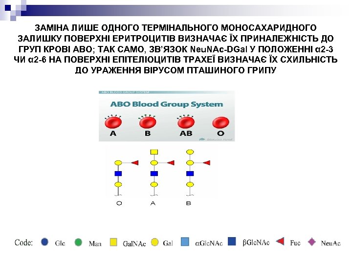 ЗАМІНА ЛИШЕ ОДНОГО ТЕРМІНАЛЬНОГО МОНОСАХАРИДНОГО ЗАЛИШКУ ПОВЕРХНІ ЕРИТРОЦИТІВ ВИЗНАЧАЄ ЇХ ПРИНАЛЕЖНІСТЬ ДО ГРУП КРОВІ