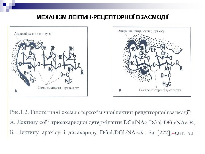 МЕХАНІЗМ ЛЕКТИН-РЕЦЕПТОРНОЇ ВЗАЄМОДІЇ 