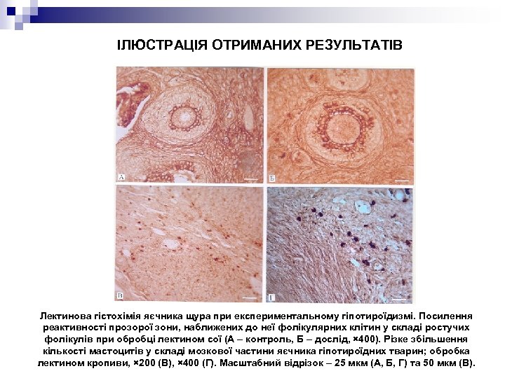 ІЛЮСТРАЦІЯ ОТРИМАНИХ РЕЗУЛЬТАТІВ Лектинова гістохімія яєчника щура при експериментальному гіпотироїдизмі. Посилення реактивності прозорої зони,