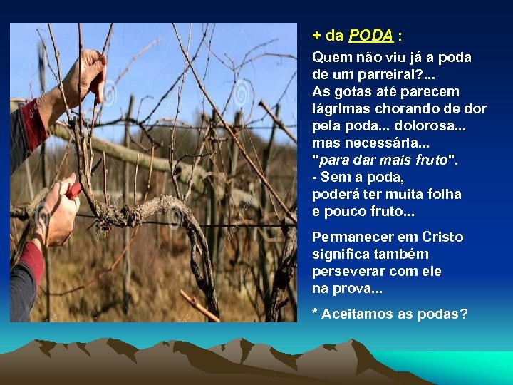 + da PODA : Quem não viu já a poda de um parreiral? .