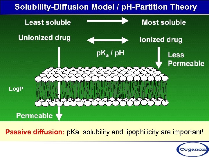 Solubility-Diffusion Model / p. H-Partition Theory Log. P Passive diffusion: p. Ka, solubility and