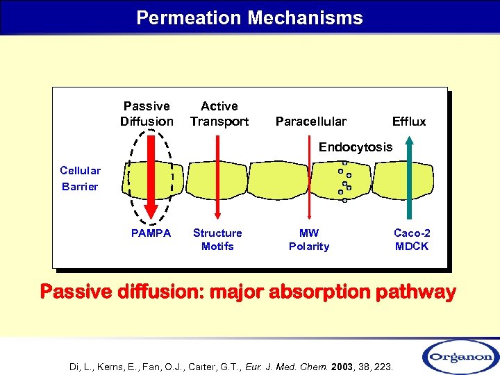 Permeation Mechanisms Passive Diffusion Active Transport Paracellular Efflux Endocytosis Cellular Barrier PAMPA Structure Motifs