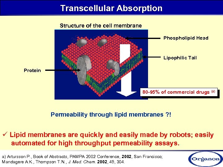 Transcellular Absorption Structure of the cell membrane Phospholipid Head Lipophilic Tail Protein 80 -95%