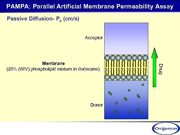 PAMPA: Parallel Artificial Membrane Permeability Assay Passive Diffusion- Pe (cm/s) Acceptor Donor Drug Membrane