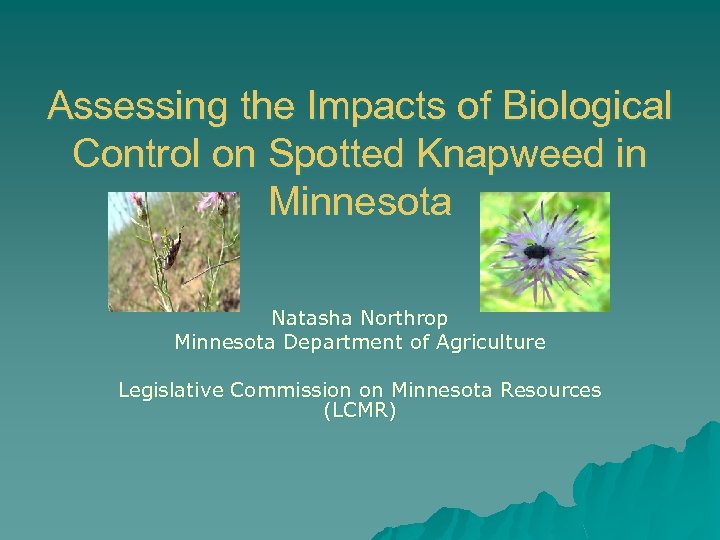 Assessing the Impacts of Biological Control on Spotted Knapweed in Minnesota Natasha Northrop Minnesota