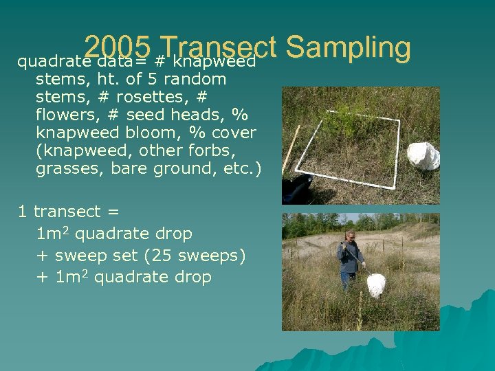 2005 # knapweed Sampling Transect quadrate data= stems, ht. of 5 random stems, #