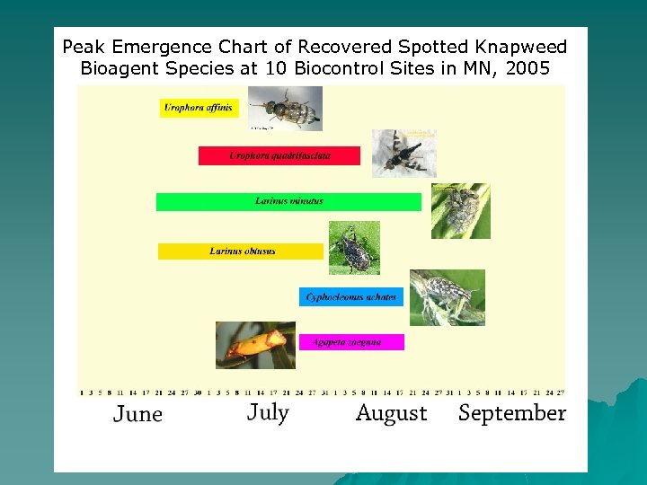 Peak Emergence Chart of Recovered Spotted Knapweed Bioagent Species at 10 Biocontrol Sites in