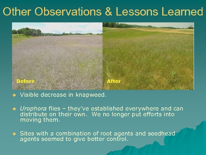 Other Observations & Lessons Learned u Visible decrease in knapweed. u Urophora flies –