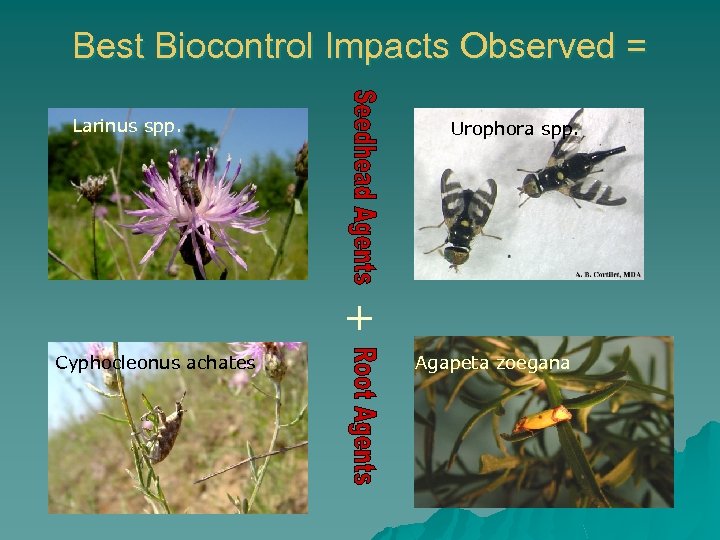 Best Biocontrol Impacts Observed = Larinus spp. Urophora spp. + Cyphocleonus achates Agapeta zoegana