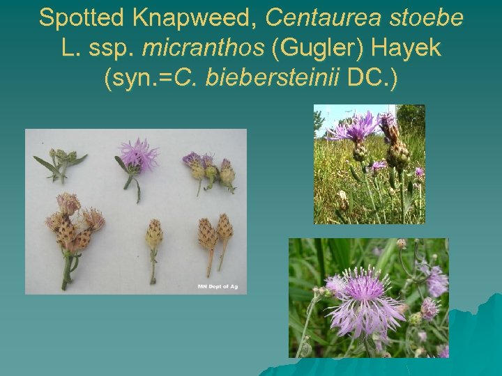 Spotted Knapweed, Centaurea stoebe L. ssp. micranthos (Gugler) Hayek (syn. =C. biebersteinii DC. )