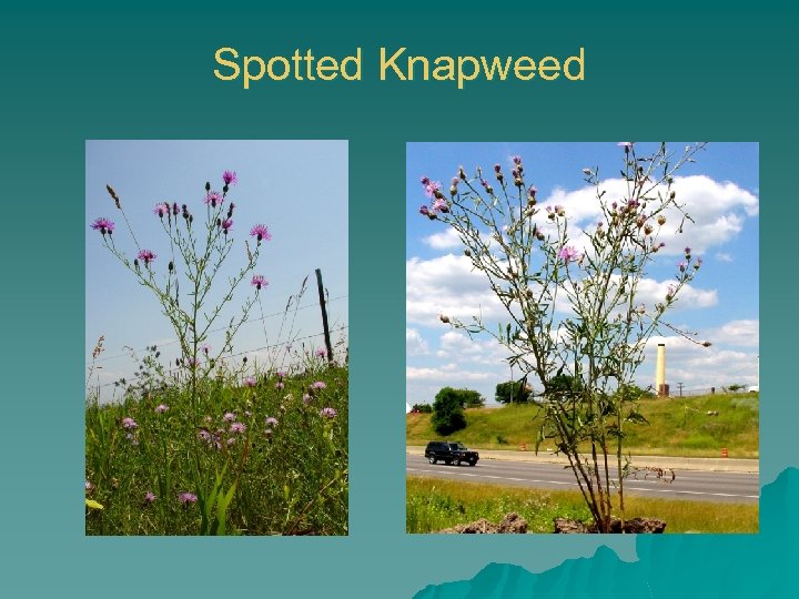 Spotted Knapweed 