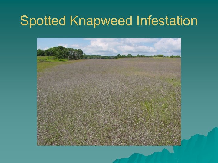 Spotted Knapweed Infestation 