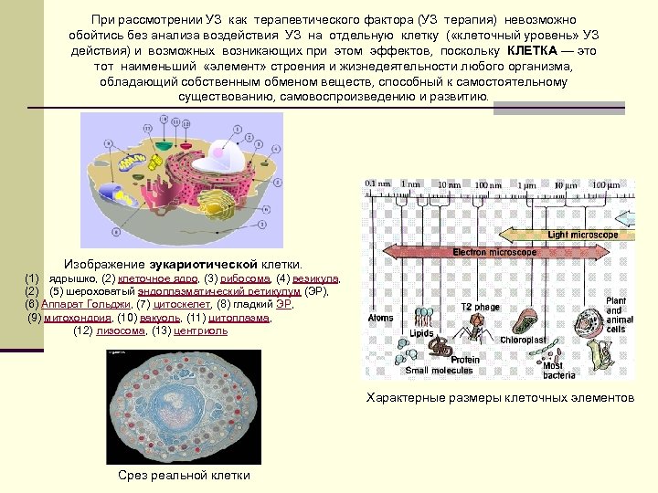 При рассмотрении УЗ как терапевтического фактора (УЗ терапия) невозможно обойтись без анализа воздействия УЗ