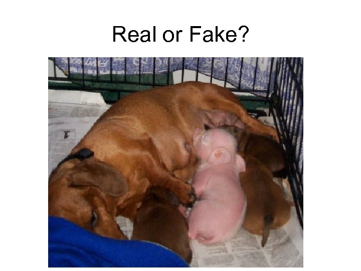 Real or Fake? 