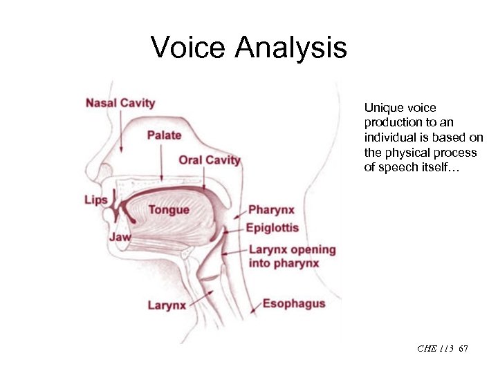 Voice Analysis Unique voice production to an individual is based on the physical process