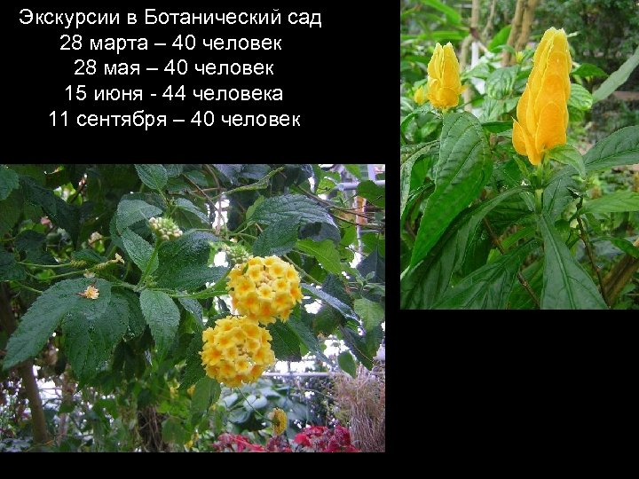 Экскурсии в Ботанический сад 28 марта – 40 человек 28 мая – 40 человек