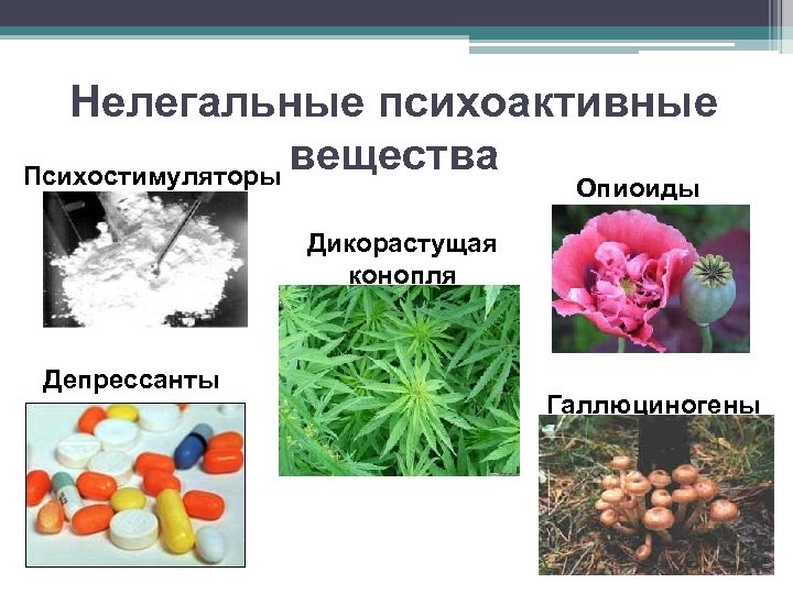 Нелегальные психоактивные вещества Психостимуляторы Опиоиды Дикорастущая конопля Депрессанты Галлюциногены 