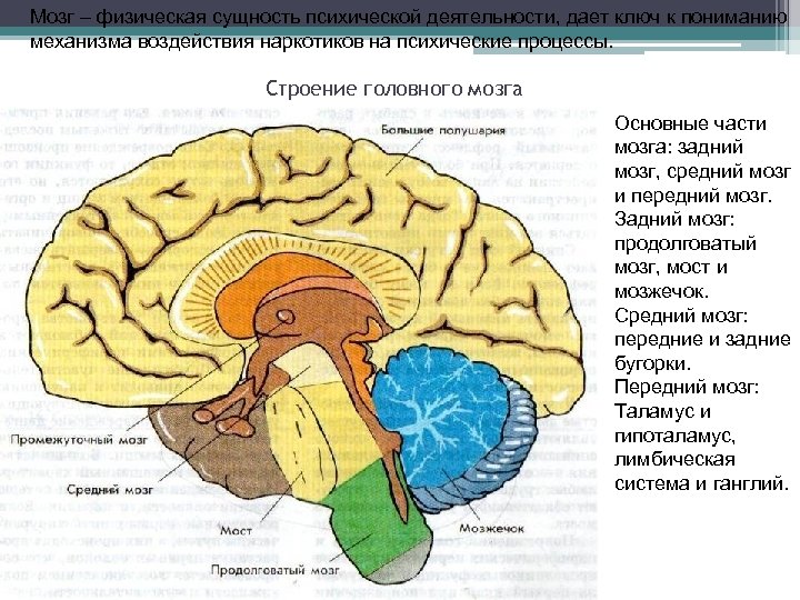 Средний отдел головного мозга строение