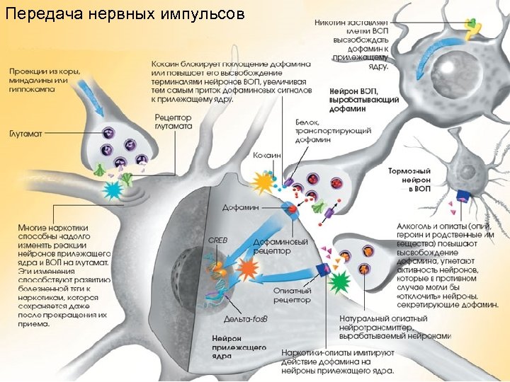 Передача нервных импульсов 