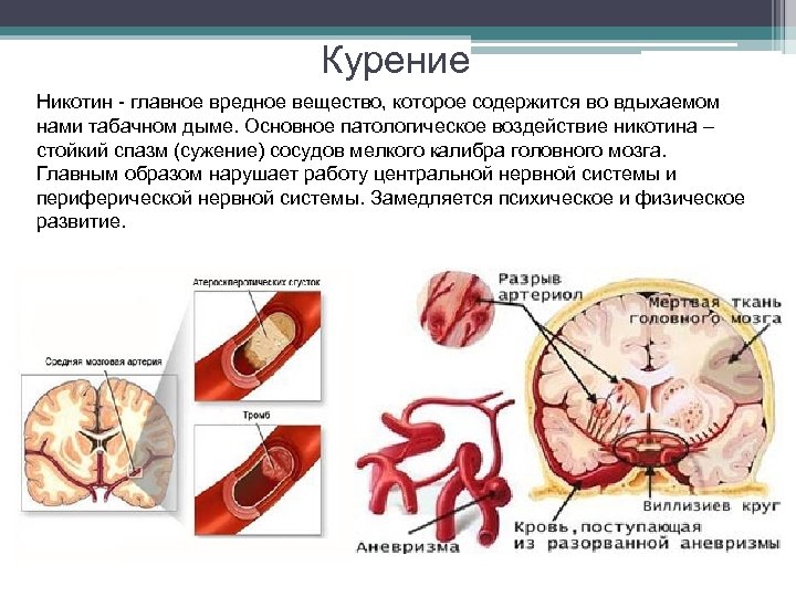 Курение Никотин - главное вредное вещество, которое содержится во вдыхаемом нами табачном дыме. Основное