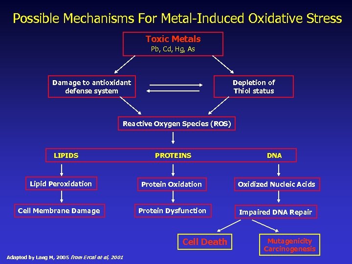 Possible Mechanisms For Metal-Induced Oxidative Stress Toxic Metals Pb, Cd, Hg, As Damage to