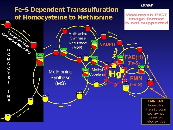 LEGEND Fe-S Dependent Transsulfuration of Homocysteine to Methionine O M O C Y S