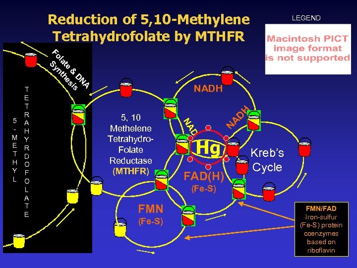 Reduction of 5, 10 -Methylene Tetrahydrofolate by MTHFR A N D & sis te