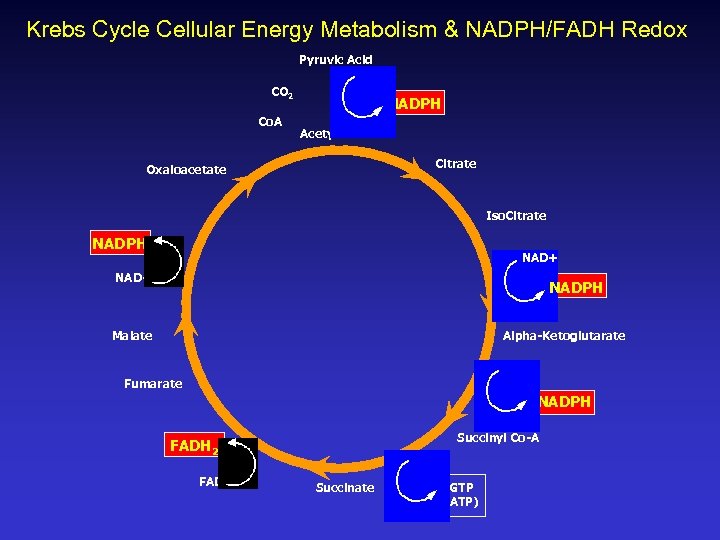 Krebs Cycle Cellular Energy Metabolism & NADPH/FADH Redox Pyruvic Acid CO 2 Co. A