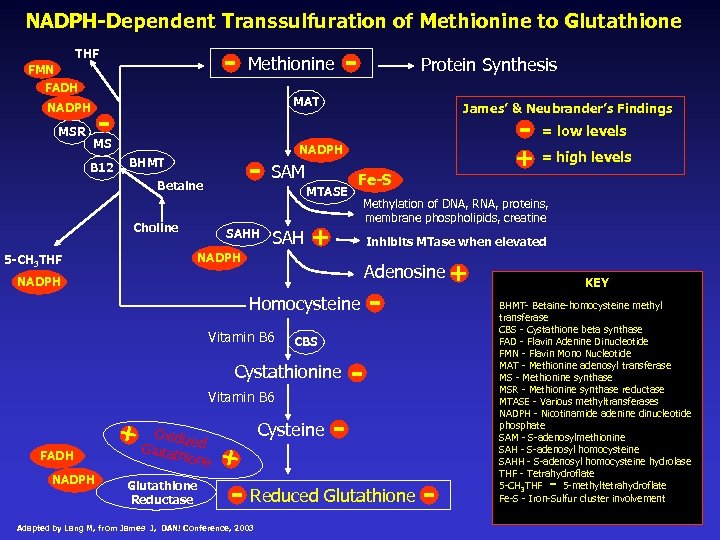 NADPH-Dependent Transsulfuration of Methionine to Glutathione - THF FMN Methionine FADH NADPH MSR Protein