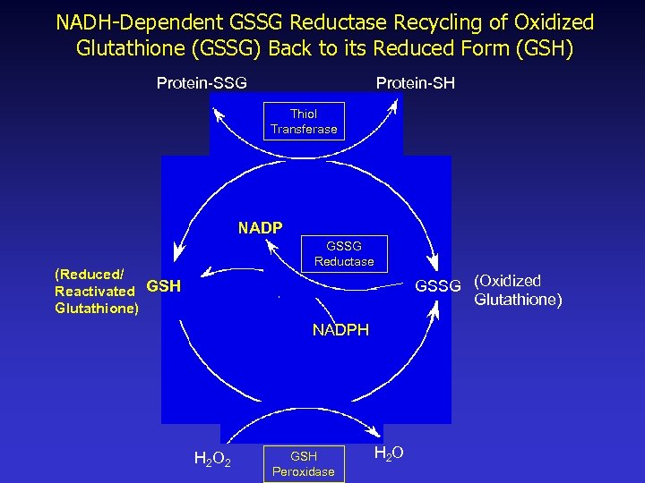 NADH-Dependent GSSG Reductase Recycling of Oxidized Glutathione (GSSG) Back to its Reduced Form (GSH)