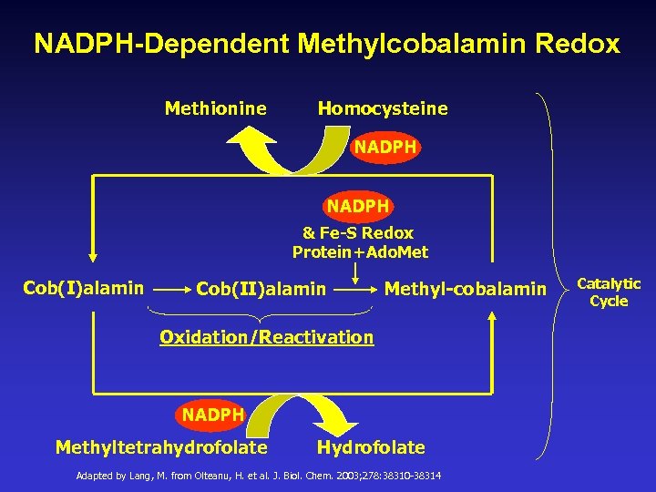 NADPH-Dependent Methylcobalamin Redox Methionine Homocysteine NADPH & Fe-S Redox Protein+Ado. Met Cob(I)alamin Cob(II)alamin Methyl-cobalamin