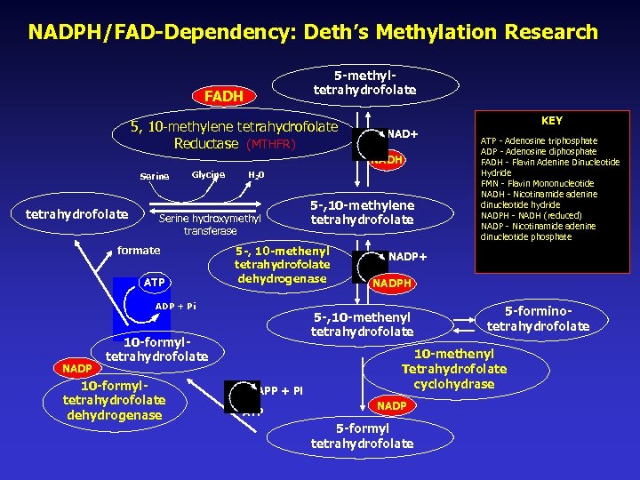 NADPH/FAD-Dependency: Deth’s Methylation Research 5 -methyltetrahydrofolate FADH 5, 10 -methylene tetrahydrofolate Reductase (MTHFR) KEY